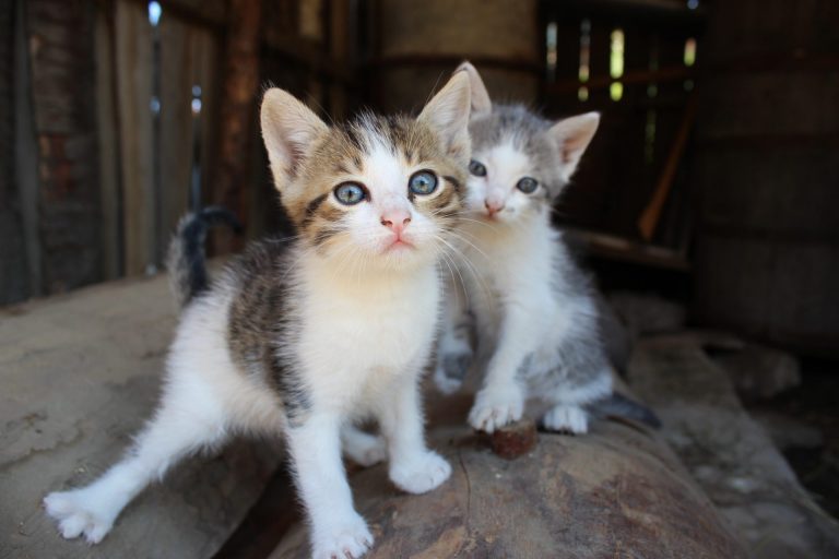 two-little-cats.jpg